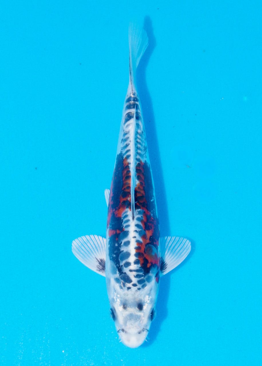 27cm Beni Kikokuryu (Byer Koi Farm) REF - OC55