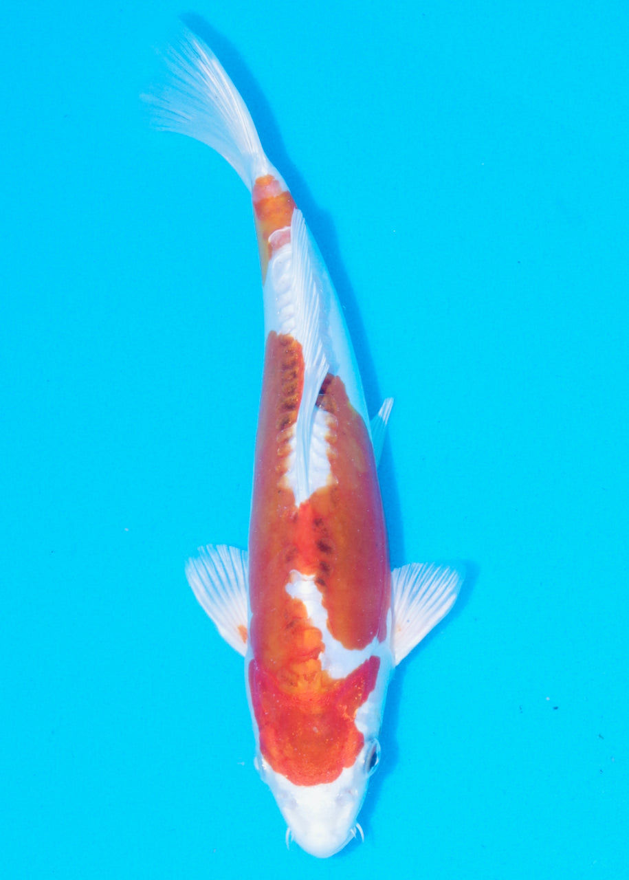 27cm Beni Kikokuryu (Byer Koi Farm) REF - OC60