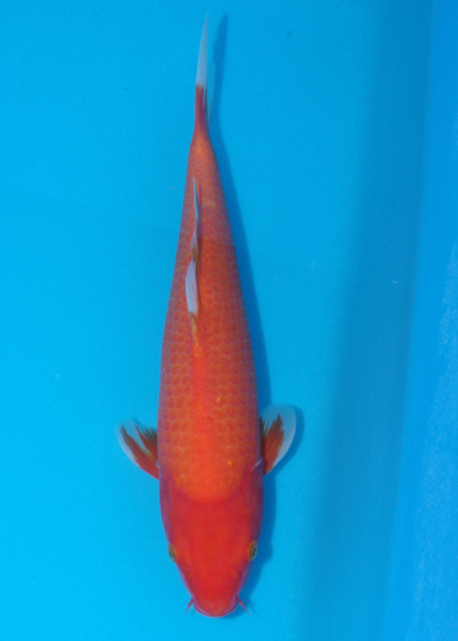 37cm Benigoi (Byer Koi Farm) REF - SE41