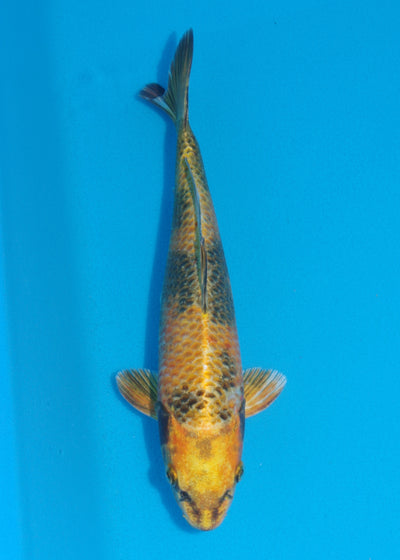 29cm Kin Ki Utsuri (Byer Koi Farm) REF - SE46