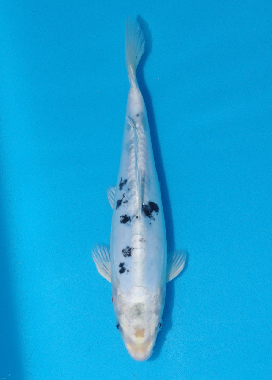 29cm Doitsu Gin Bekko (Byer Koi Farm) REF - SE48