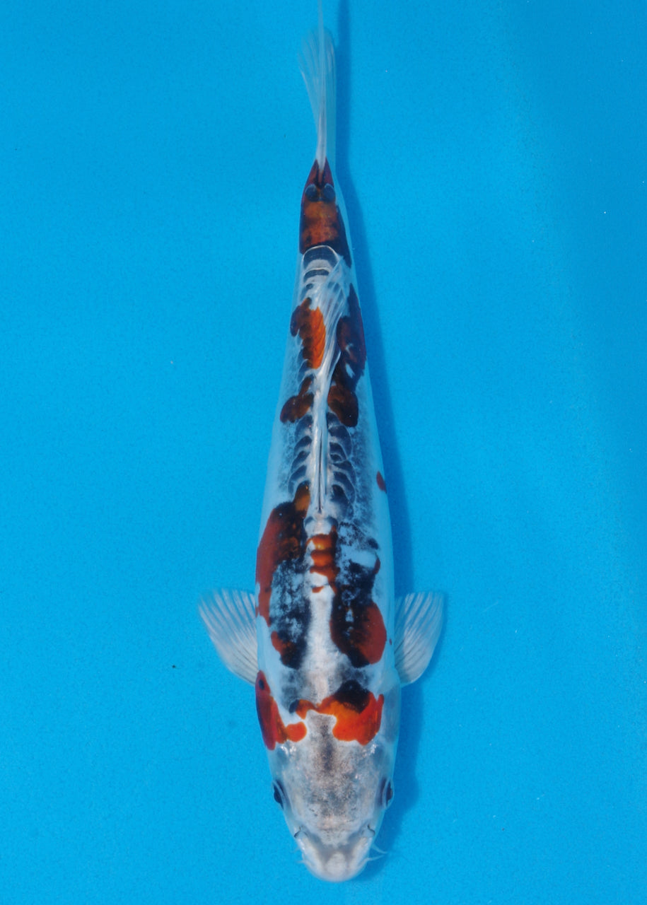 30cm Beni Kikokuryu (Byer Koi Farm) REF - SE60