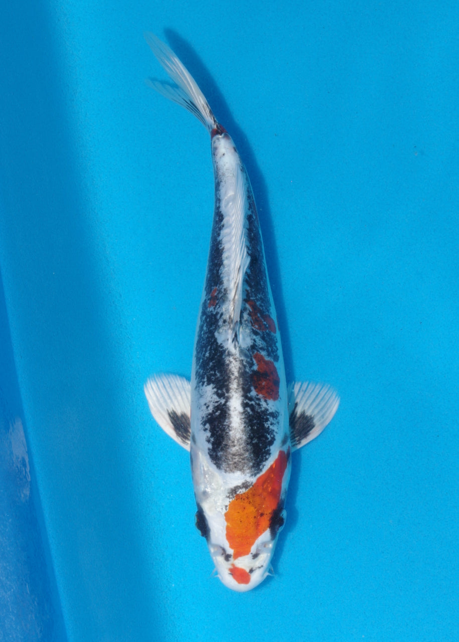 25cm Beni Kikokuryu (Byer Koi Farm) REF - SE68