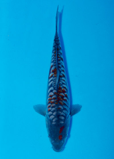 35cm Aragoke Ochiba (Byer Koi Farm) REF - SE70