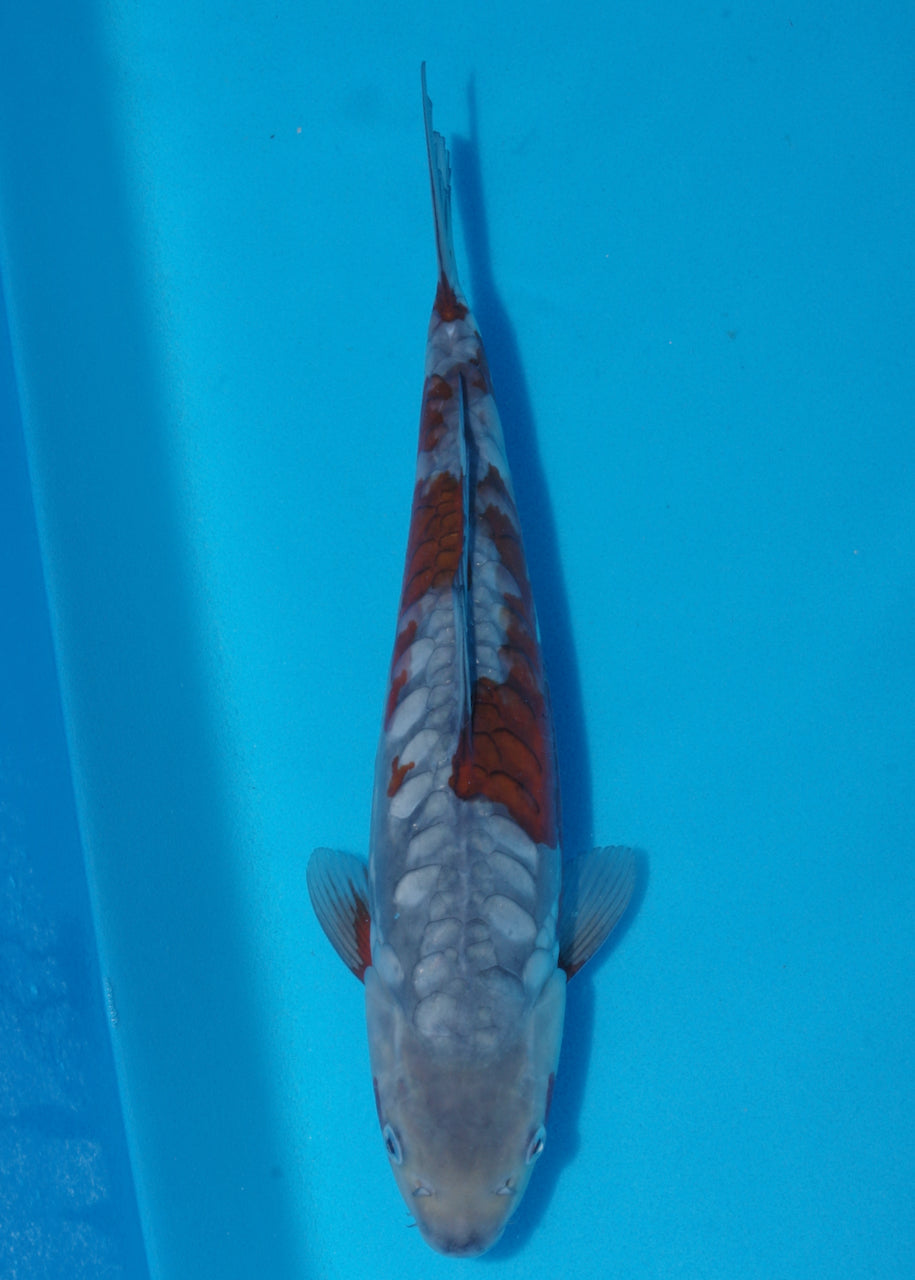 34cm Aragoke Ochiba (Byer Koi Farm) REF - SE71