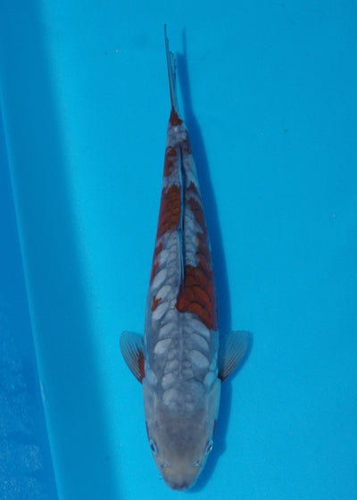 34cm Aragoke Ochiba (Byer Koi Farm) REF - SE71