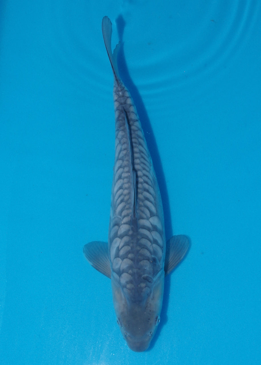 42cm Aragoke Soragoi (Byer Koi Farm) REF - SE73