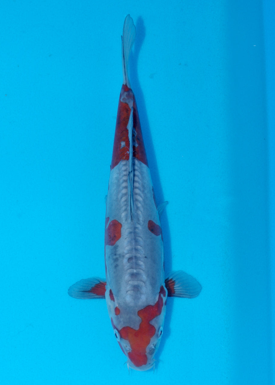 31cm Doitsu Ochiba (Byer Koi Farm) REF - SE78