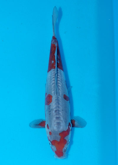 31cm Doitsu Ochiba (Byer Koi Farm) REF - SE78