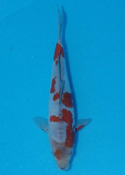 25cm Doitsu Ochiba (Byer Koi Farm) REF - SE80