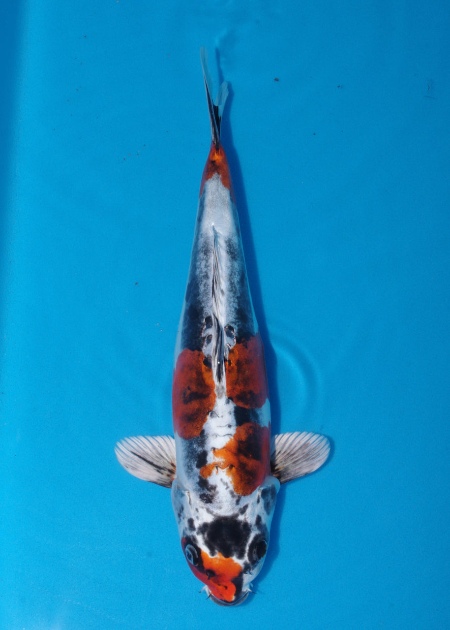 42cm Beni Kikokuryu (Byer Koi Farm) REF - SE27