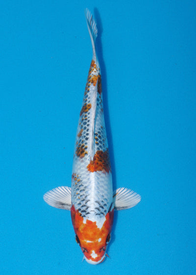 28cm Kin Showa (Byer Koi Farm) REF - SE30