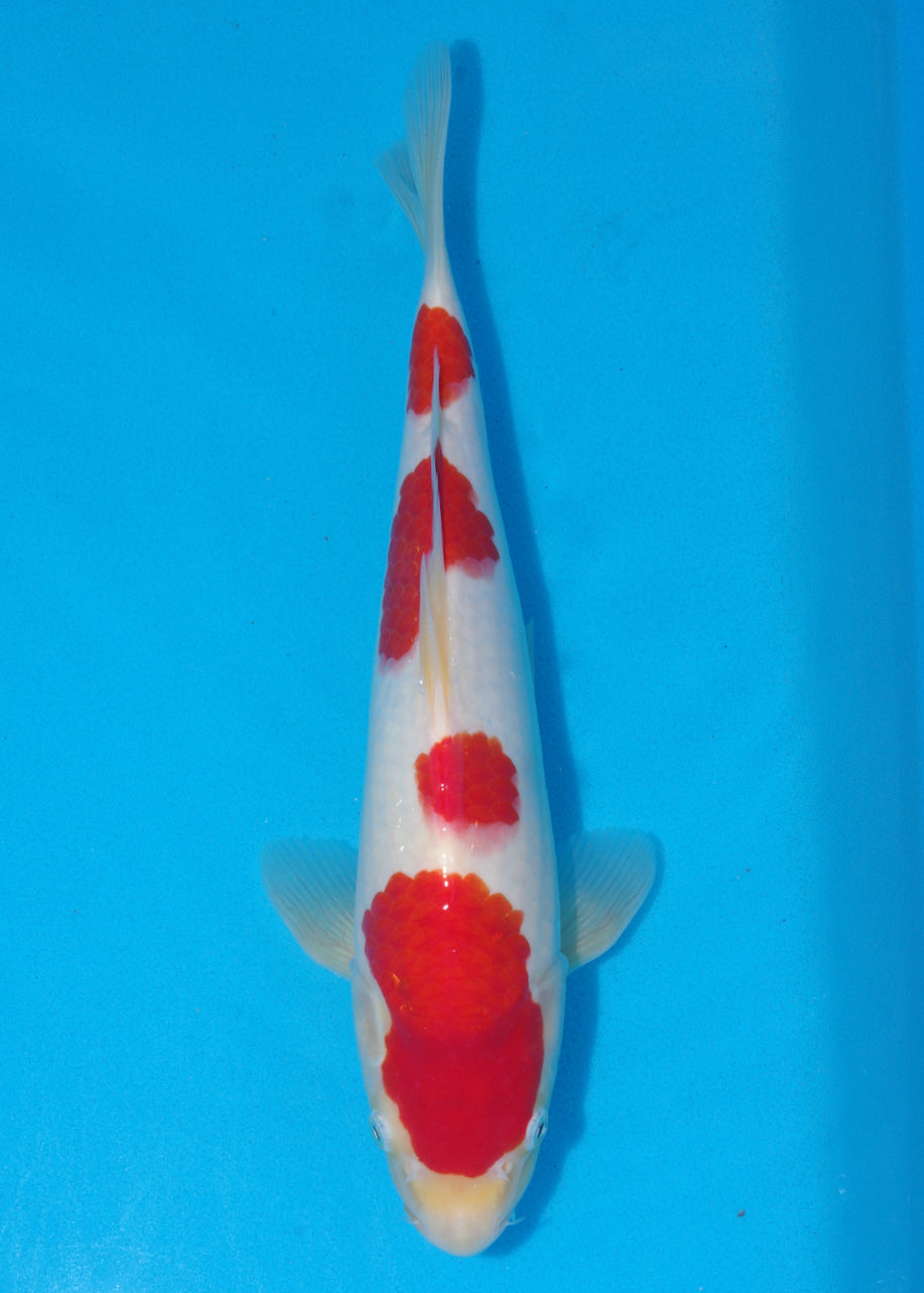 35cm Kohaku (Maruhide) REF - SE31