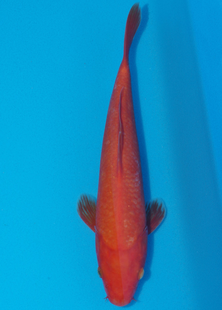 29cm Benigoi (Byer Koi Farm) REF - SE32