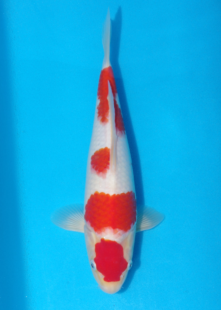 31cm Kohaku (Tamaura) REF - SE37