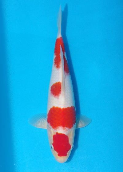 31cm Kohaku (Tamaura) REF - SE37