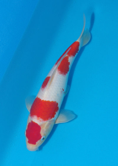 31cm Kohaku (Tamaura) REF - SE37