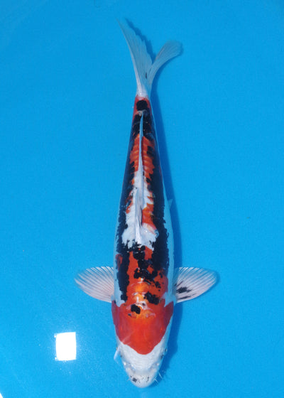 39cm Beni kikokuryu (Byer Koi Farm) REF - OC08