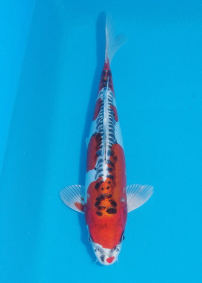 32cm Beni kikokuryu (Byer Koi Farm) REF - OC10