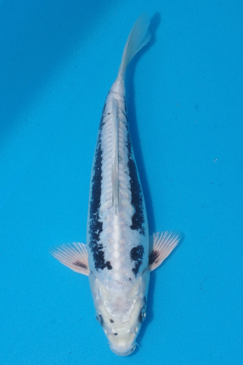 32cm Kikokuryu (Byer Koi Farm) REF - OC11