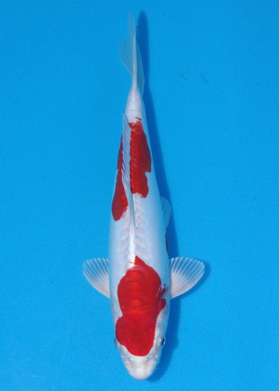 33cm Kikisui (Byer Koi Farm) REF - OC01