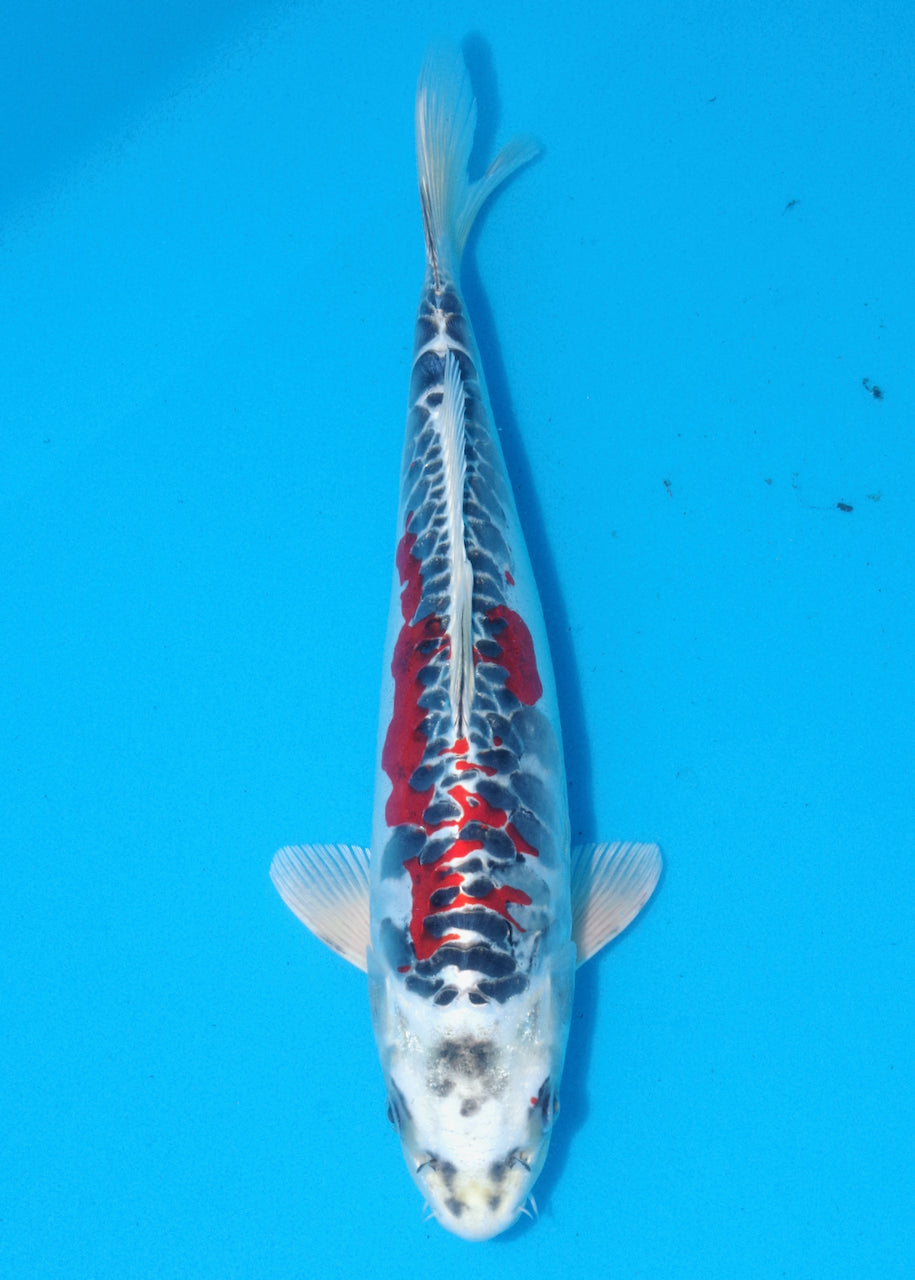 35cm Beni Kikokuryu (Byer Koi Farm) REF - OC15