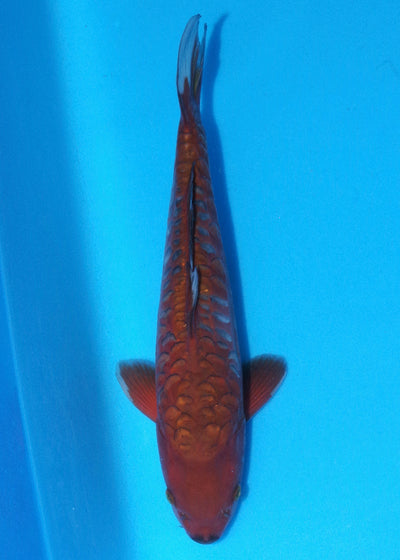 36cm Aragoke Chagoi (Byer Koi Farm) REF - OC02