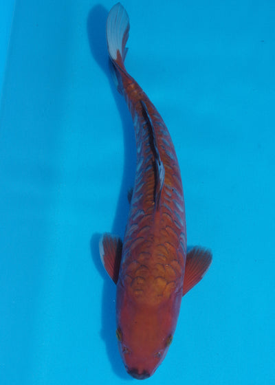 36cm Aragoke Chagoi (Byer Koi Farm) REF - OC02