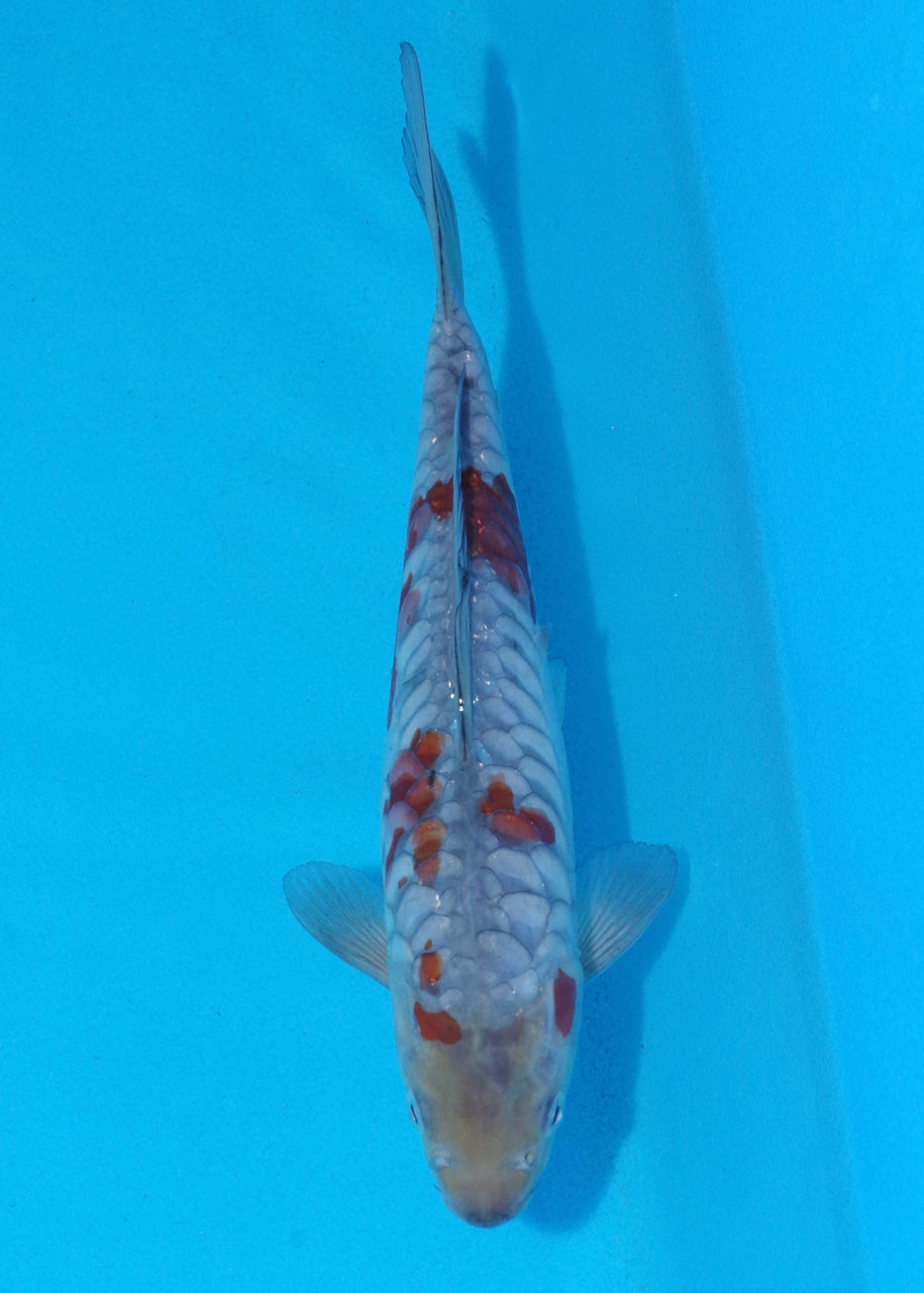 25cm Aragoke Ochiba (Byer Koi Farm) REF - OC04