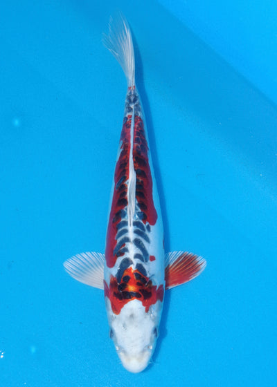 32cm Beni Kikokuryu (Byer Koi Farm) REF - OC19