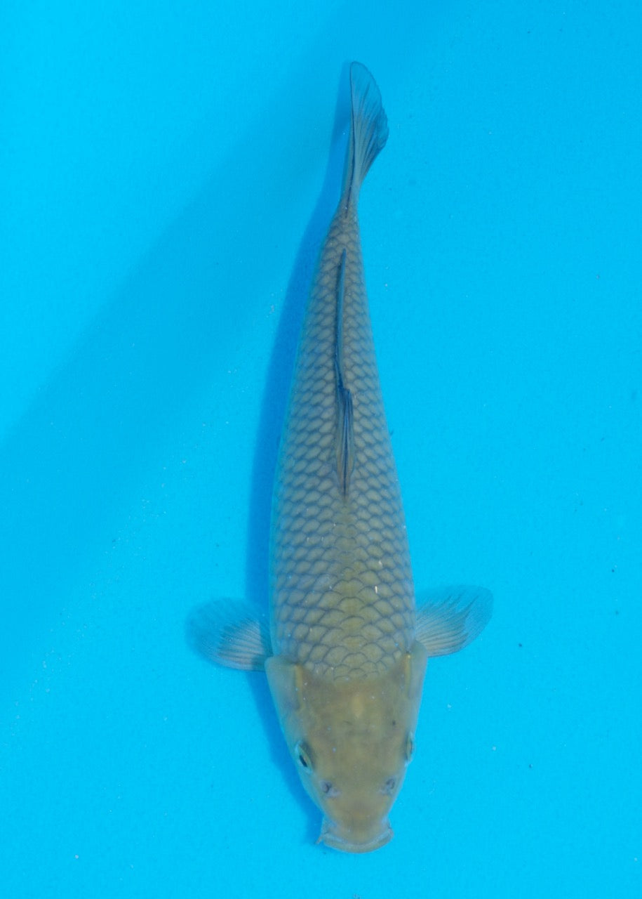 23cm Chagoi (Oakly) (Byer Koi Farm) REF SRR06 - M010