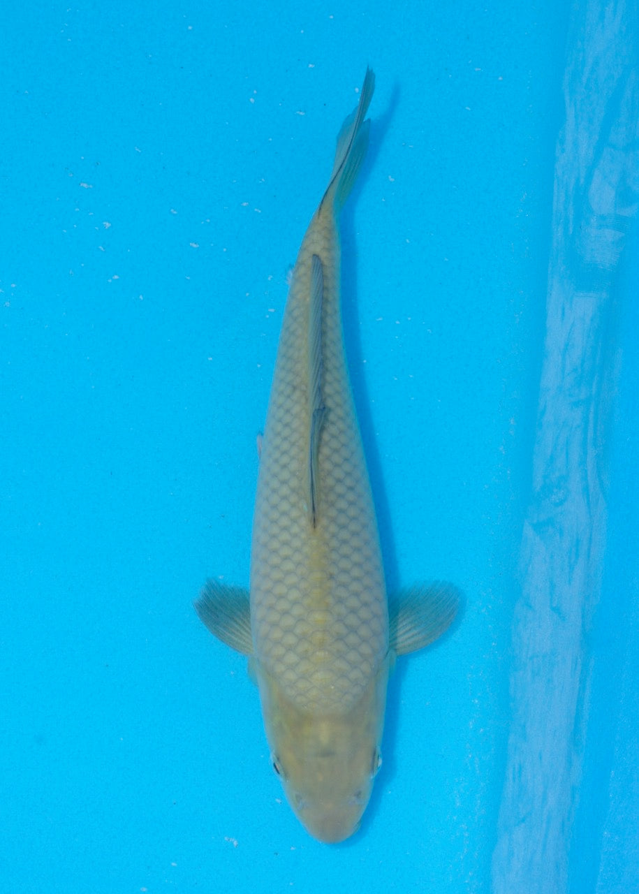 24cm Chagoi (Oakly) (Byer Koi Farm) REF SRR06 - M005