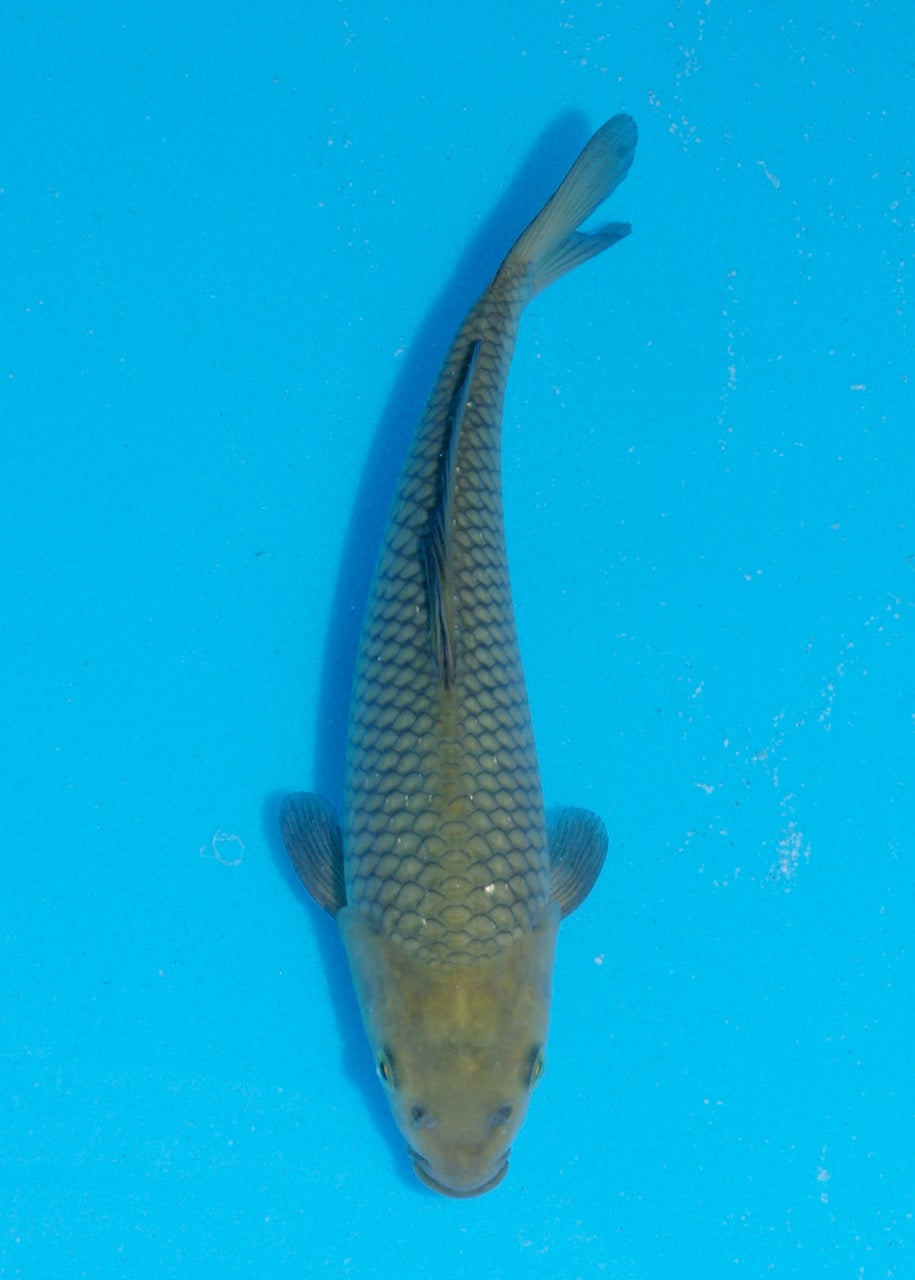 23.5cm Chagoi (Oakly) (Byer Koi Farm) REF SRR06 - M008