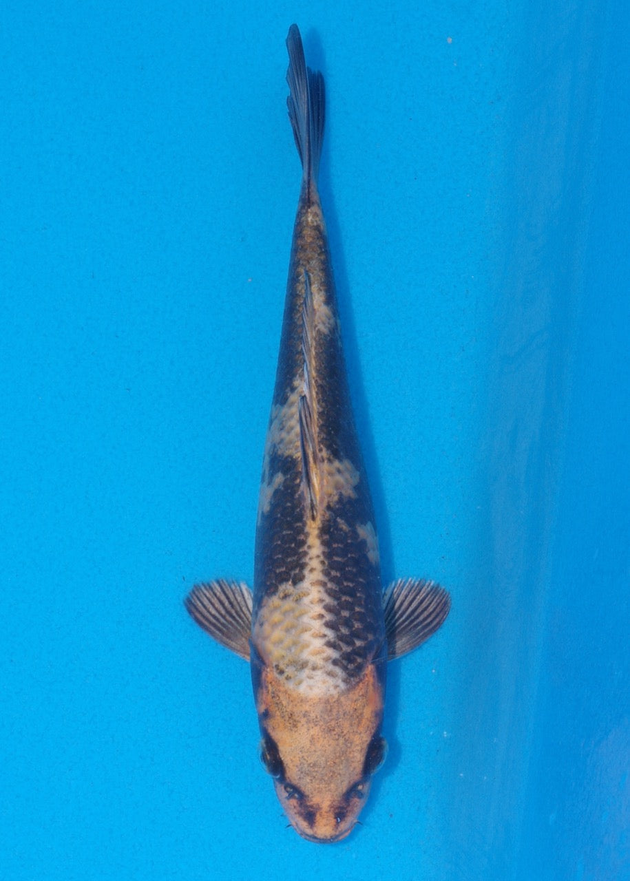 21cm Kin Ki Utsuri (Byer Koi Farm) REF SRR06 - A041