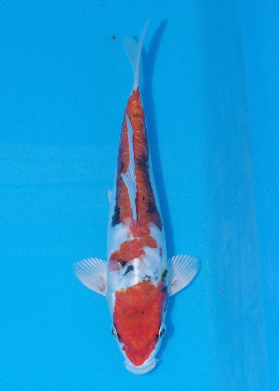 25cm Beni Kikokuryu (Byer Koi Farm) REF SRR06 - A030