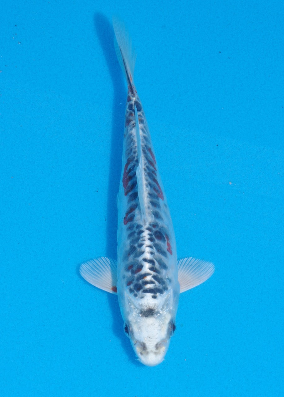 19cm Beni Kikokuryu (Byer Koi Farm) REF SRL06 - A048