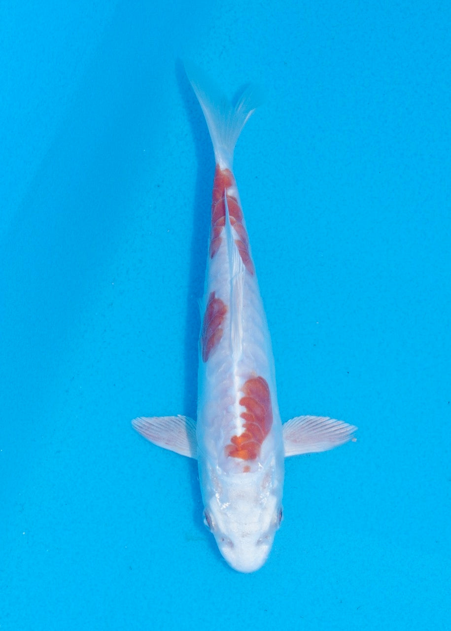 15cm Kikisui (Byer Koi Farm) REF SRL06 - A053