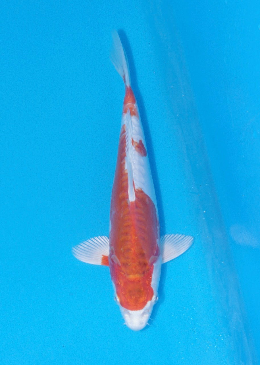 25cm Kikisui (Byer Koi Farm) REF SRR06 - A037