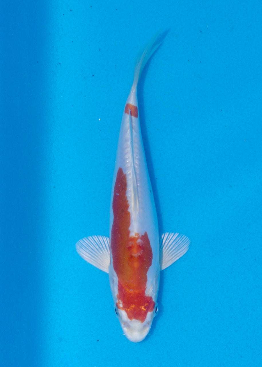 19cm Kikisui (Byer Koi Farm) REF SRR06-M238