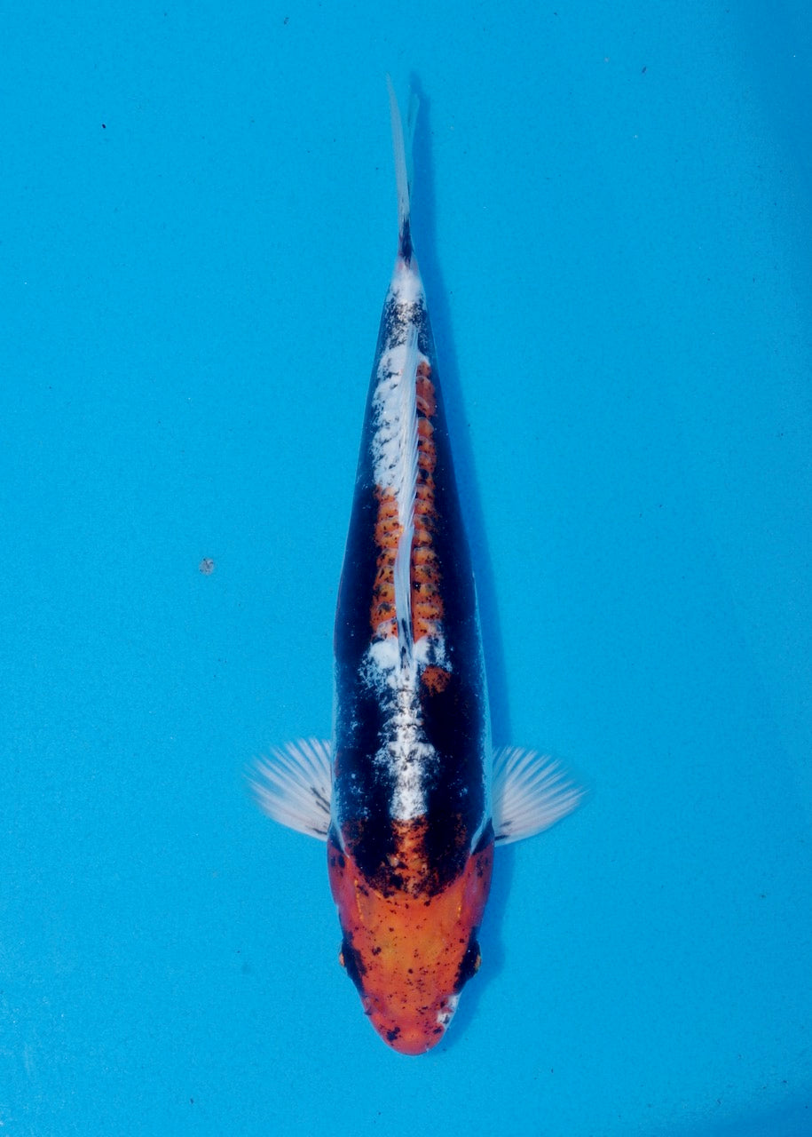 25cm Beni Kikokuryu (Byer Koi Farm) REF SRR06-M250