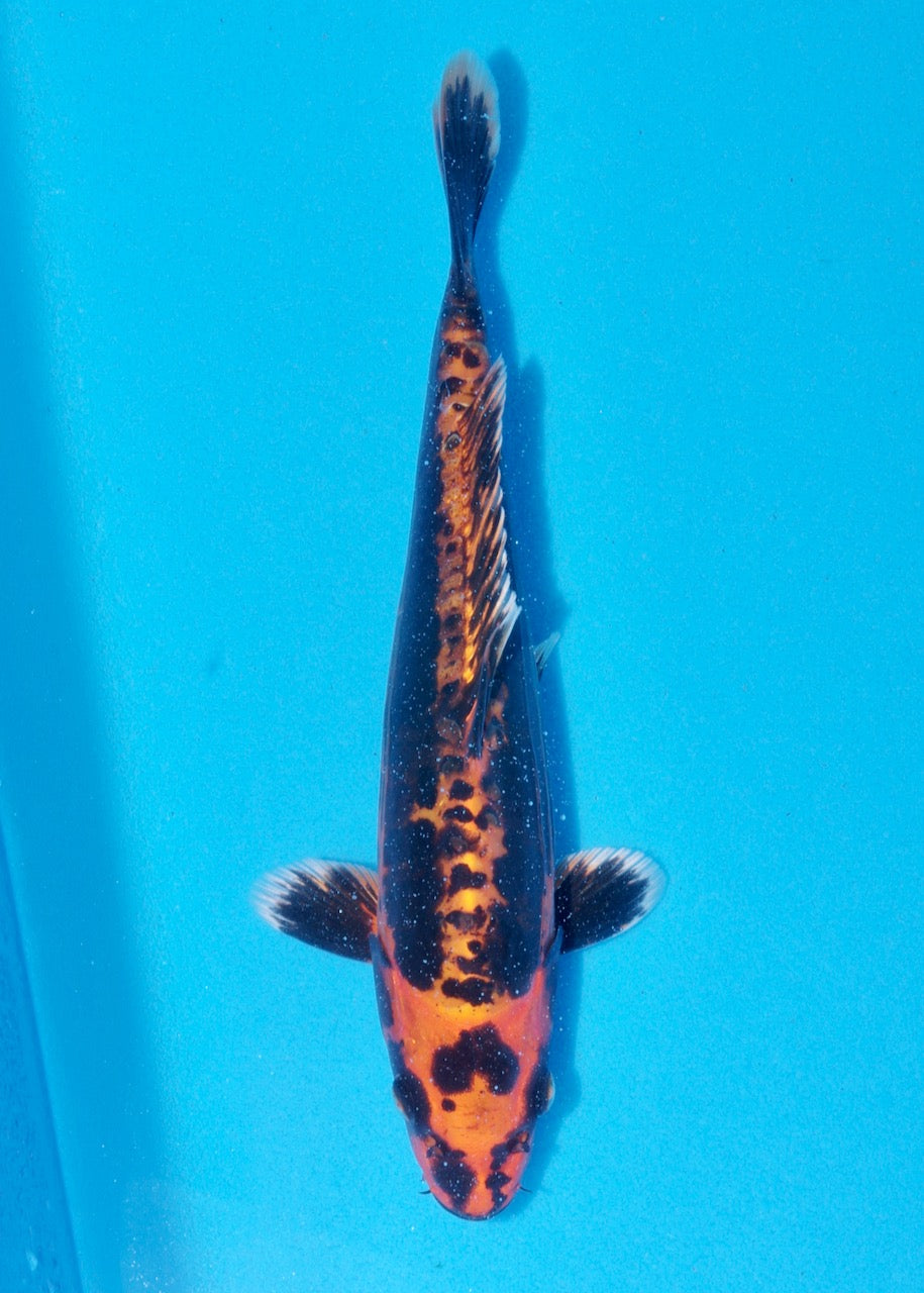 26cm Kin Yamakagashi (Byer Koi Farm) REF SRR05 - A014