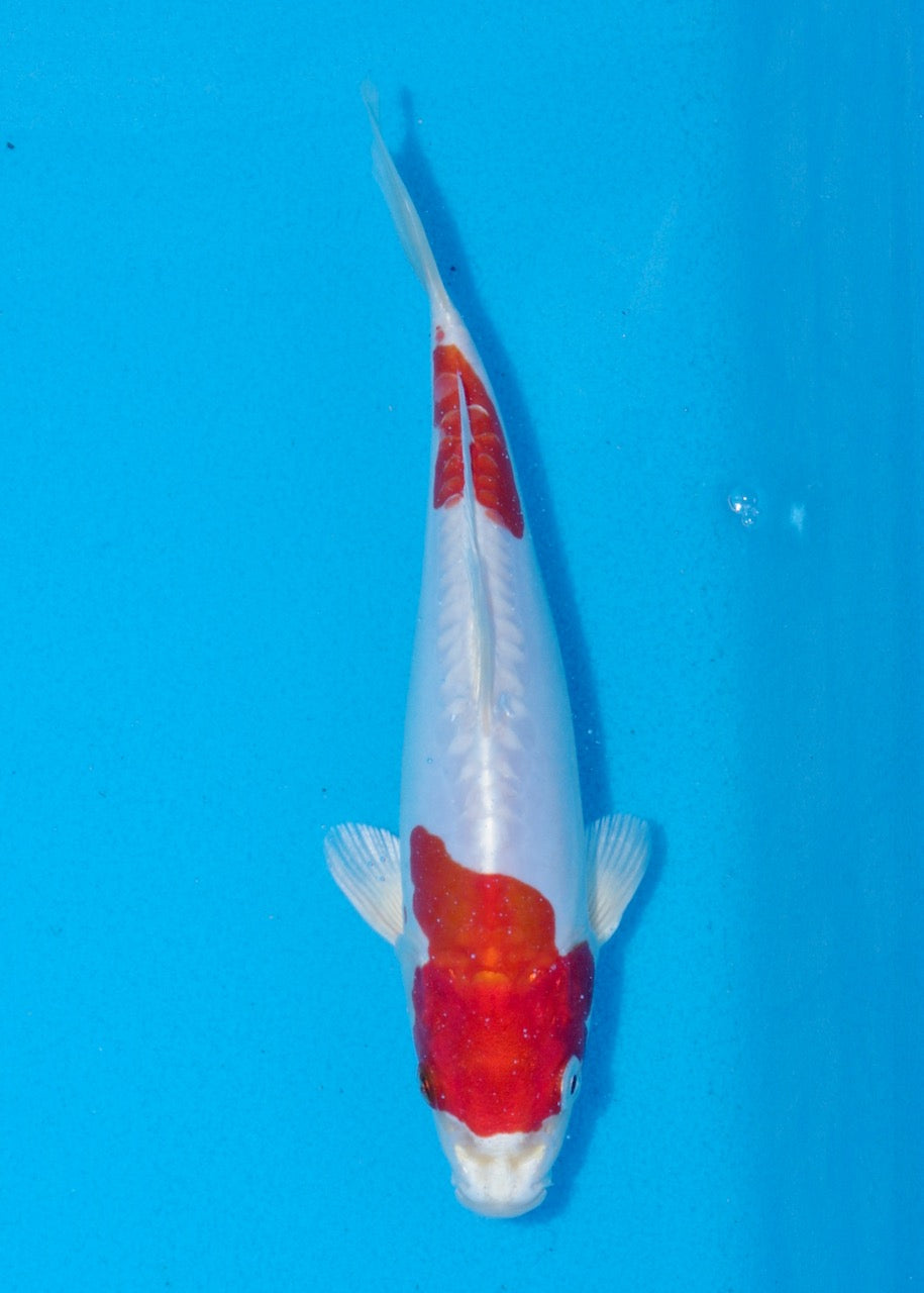 21cm Kikisui (Byer Koi Farm) REF SRL06 - A017