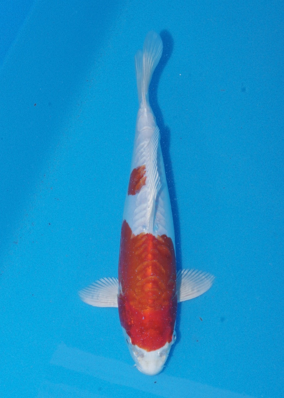 25cm Kikisui (Byer Koi Farm) REF SRR05 - A001