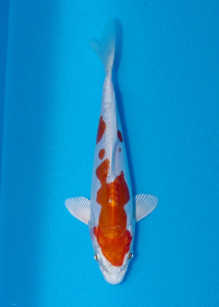 17cm Kikisui (Byer Koi Farm) REF SRL06 - A026