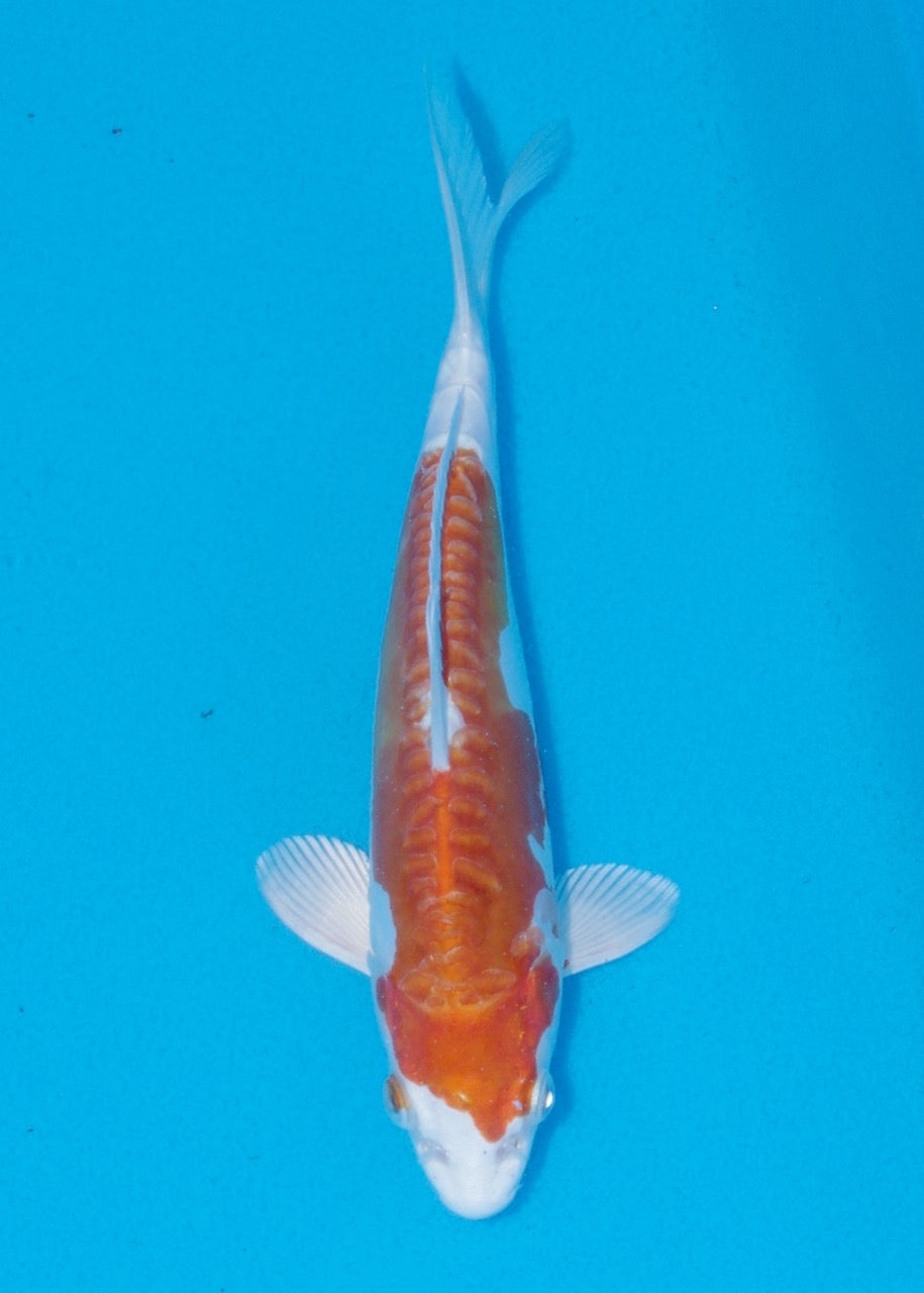 20cm Kikisui (Byer Koi Farm) REF SRL06 - A028