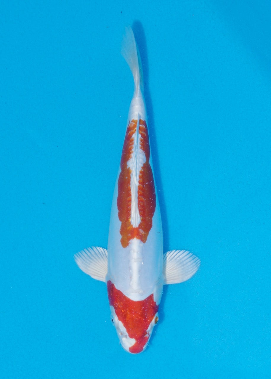 24cm Kikisui (Byer Koi Farm) REF SRR05 - A004