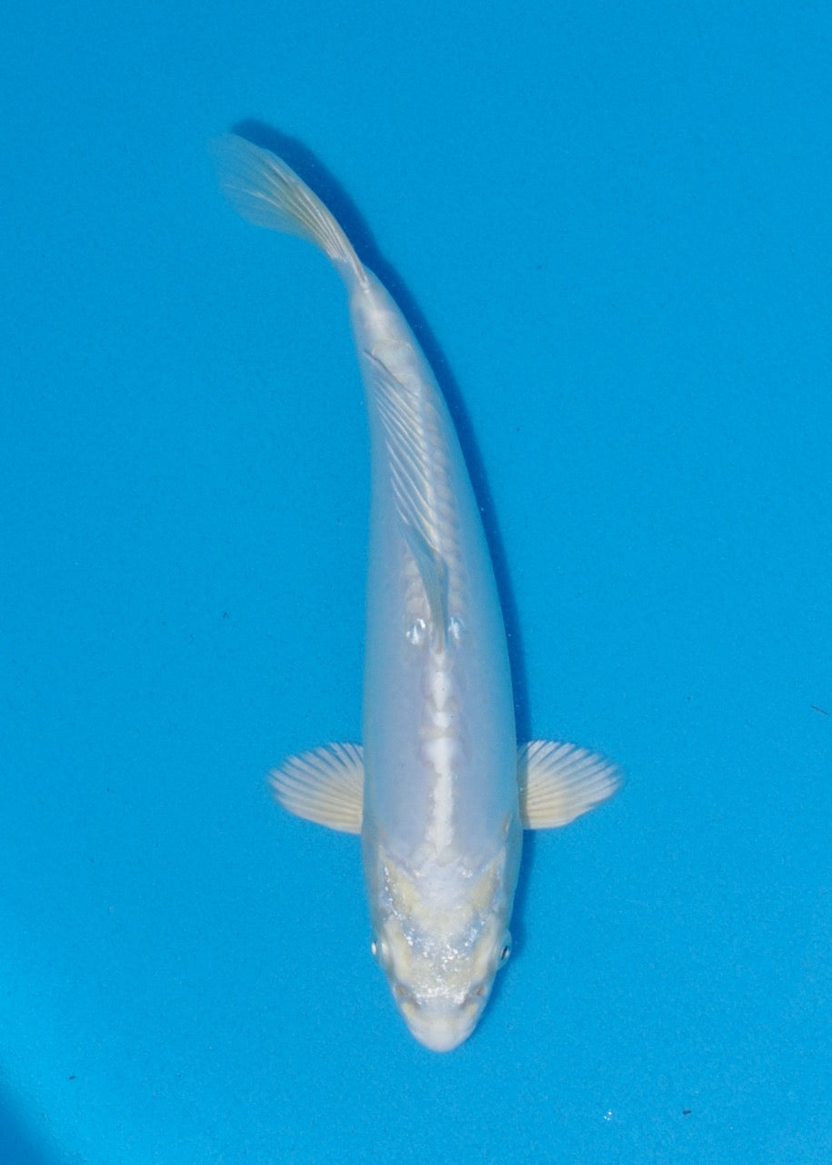 24cm Doitsu Platinum Ogon (Byer Koi Farm) REF SRR05 - A006