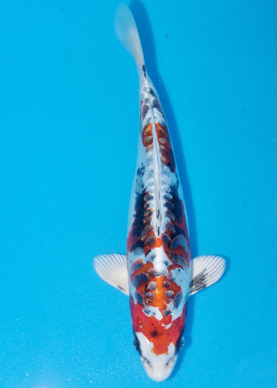 25cm Beni Kikokuryu (Byer Koi Farm) REF SRR05 - A007