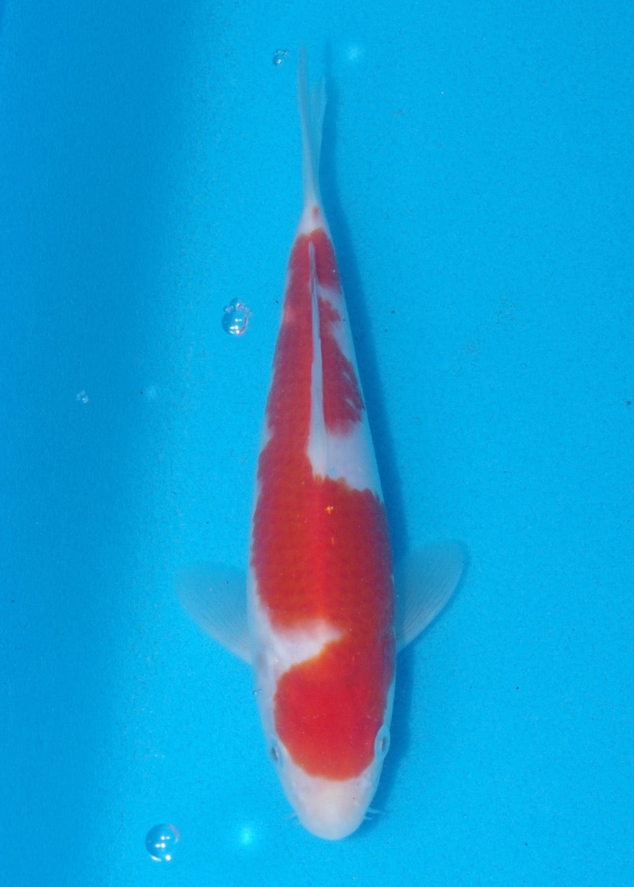 17cm Kohaku (Genjiro) REF SRR06 - M043