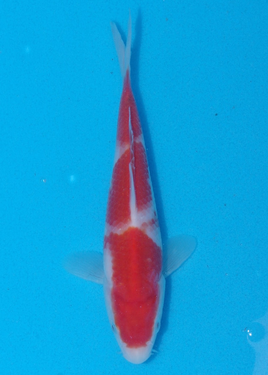 17cm Kohaku (Genjiro) REF SRR06 - M045